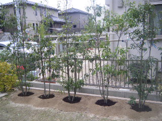 庭　植木