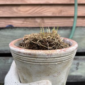 芽吹き待ちのポットから ― 芝生リカバリー日記 - 外構工事・エクステリアの楓林庭・岐阜県多治見市